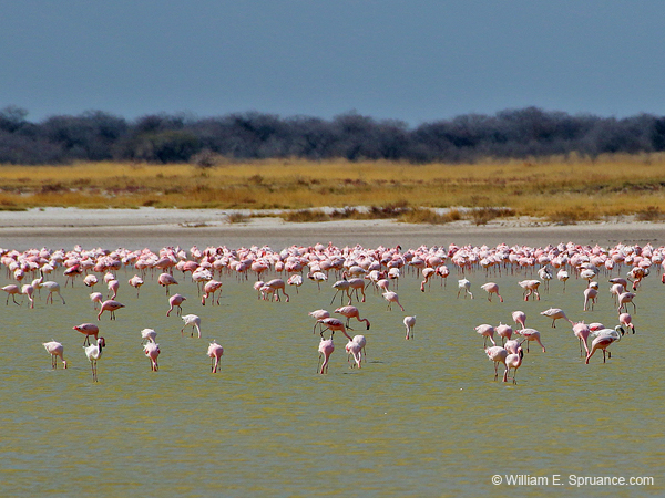 217-Flamingos  70D2-3703