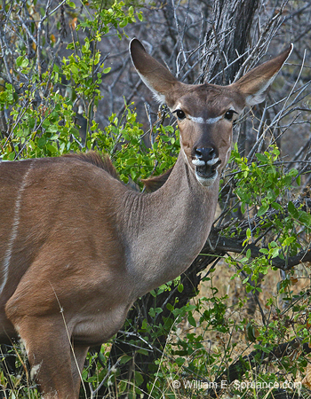 220-Kudu  70D2-3710