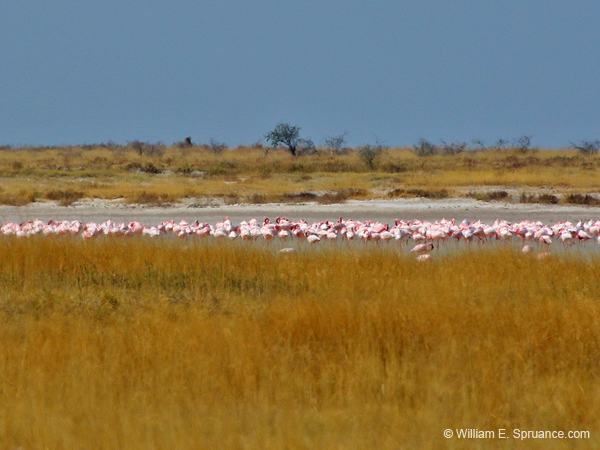 221-Flamingos  70D2-3708