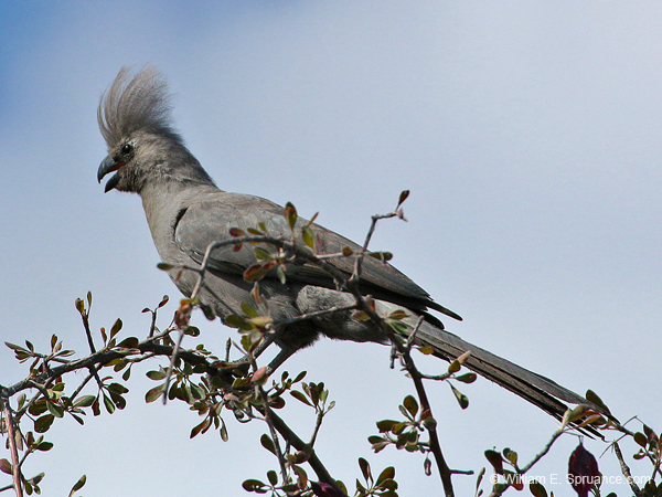 222-Grey Go-away-bird  70D2-3724
