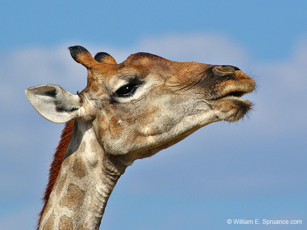 223-Giraffe  70D2-3750