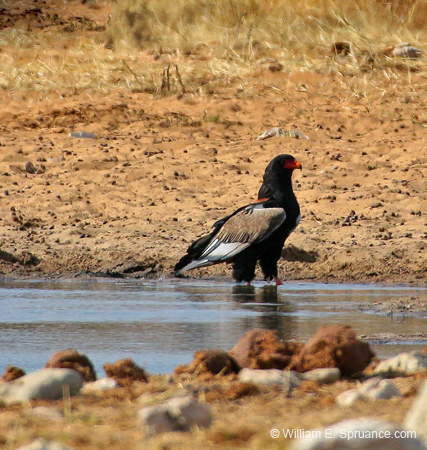 224-Bateleur Eagle  70D2-3753