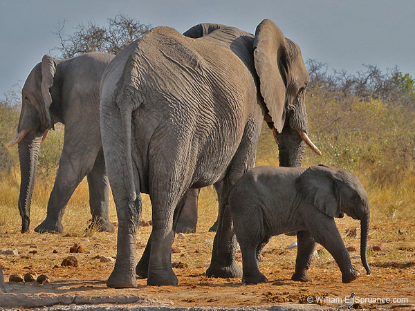226-Elephants  70D2-3767