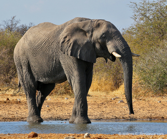 228-Elephant  70D2-3777