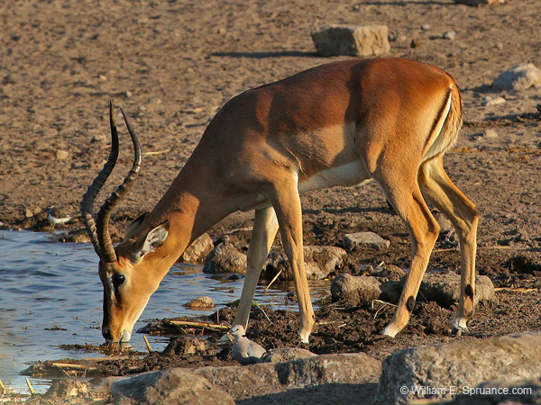 229-Black-faced Impala  70D2-3800