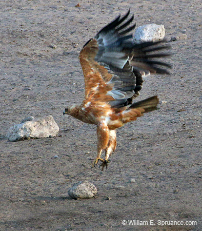 230-Wahlbergs Eagle  70D2-3794