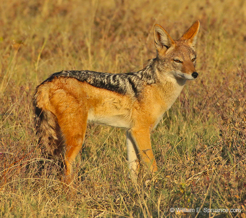 232-Black-backed Jackal  70D2-3802