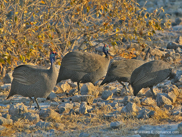 233-Helmeted Guineafowl  70D2-3805