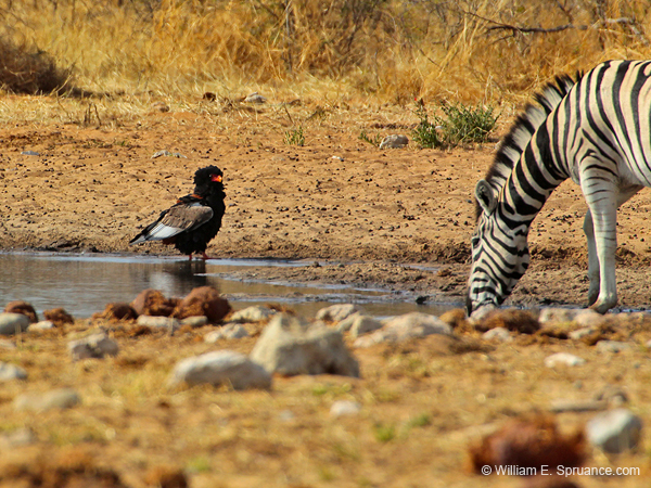 237-Bateleur Eagle and Zebra  7J8E1817
