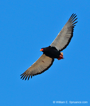238-Bateleur Eagle  7J8E1826