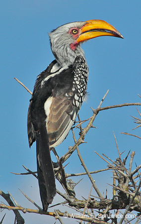 240-Southern Yellow-billed Hornbill  7J8E1864