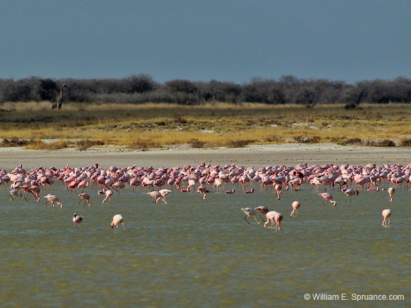 244-Flamingos  7J8E1877