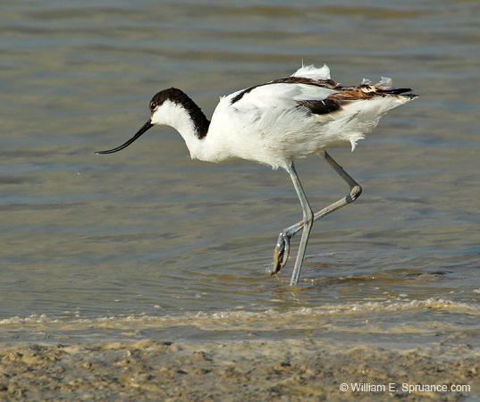 245-Pied Avocet  7J8E1894