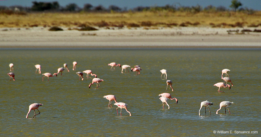 246-Flamingos  7J8E1875