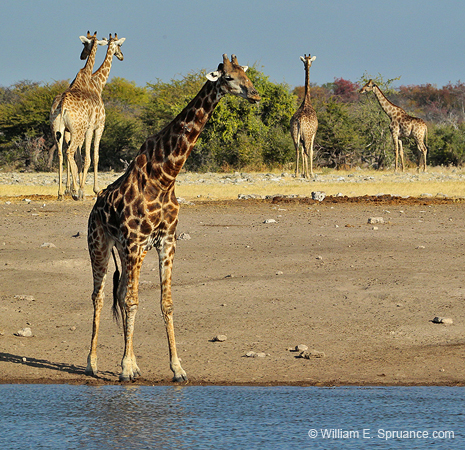 248-Giraffes  7J8E1913