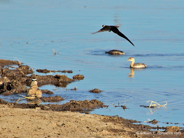 249-Long-tailed Paradise Whydah  7J8E1914