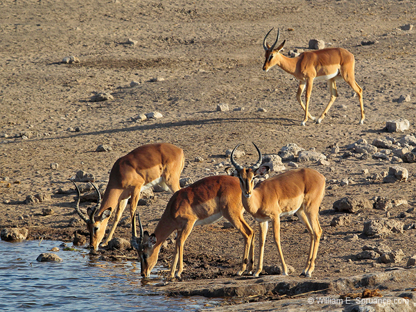 250-Black-faced Impalas  7J8E1920