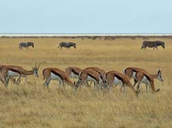 199-Impalas and Zebras Grazing  70D2-3548