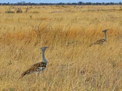 201-Kori Bustards  70D2-3567