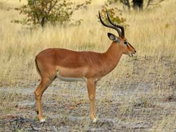 202-Black-faced Impala  70D2-3581