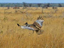 203-Kori Bustard in Flight  70D2-3577