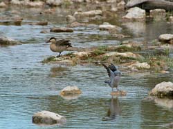 204-Red-billed Teal and Red-eyed Dove  70D2-3596