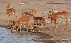 207-Black-faced Impalas  70D2-3620