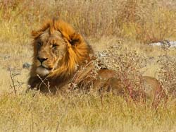 209-Male Lion  70D2-3648