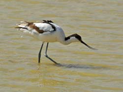 210-Pied Acocet  70D2-3688