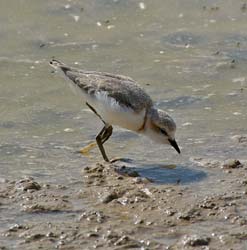 212-Three-banded Plover  70D2-3692