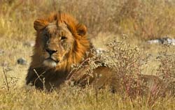 213-Male Lion  70D2-3670