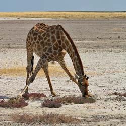 214-Giraffe Grazing on the Pan  70D2-3696