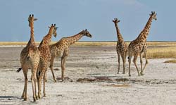 215-Giraffes on the Pan  70D2-3701