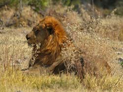 216-Male Lion  70D2-3681