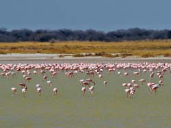 217-Flamingos  70D2-3703