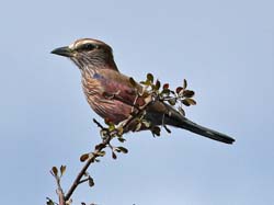 219-Juvenile Lilac-breasted Roller  70D2-3712