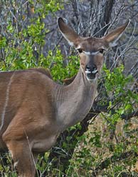 220-Kudu  70D2-3710
