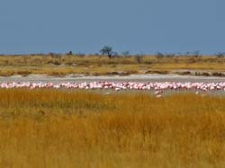 221-Flamingos  70D2-3708