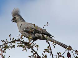 222-Grey Go-away-bird  70D2-3724
