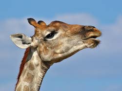 223-Giraffe  70D2-3750