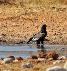 224-Bateleur Eagle  70D2-3753