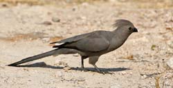 225-Grey Go-away-bird  70D2-3749