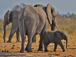 226-Elephants  70D2-3767