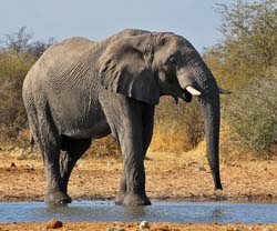 228-Elephant  70D2-3777