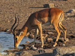 229-Black-faced Impala  70D2-3800