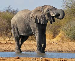 231-Elephant   70D2-3778