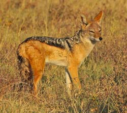 232-Black-backed Jackal  70D2-3802