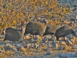 233-Helmeted Guineafowl  70D2-3805