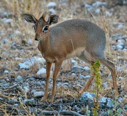 234-Kirks Dik-dik  70D2-3823