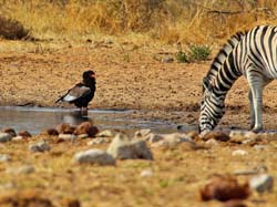 237-Bateleur Eagle and Zebra  7J8E1817